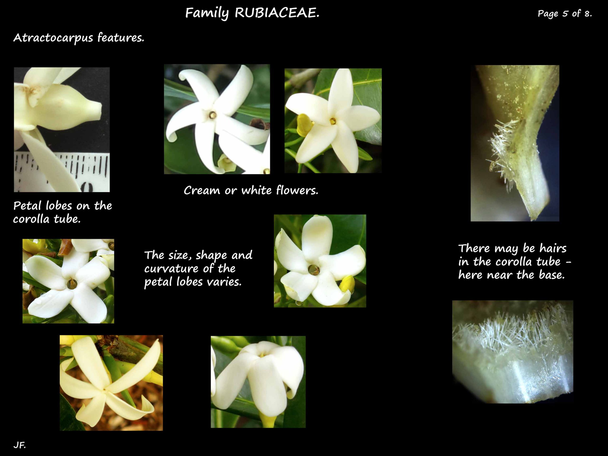 5 Atractocarpus petals